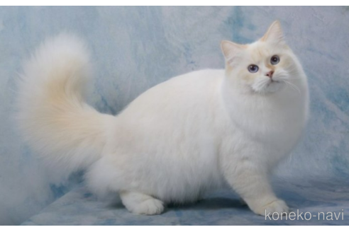 販売中のサイベリアンの親猫